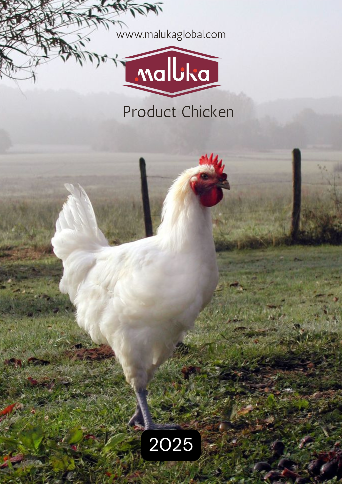 chicken